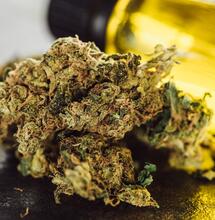 chunks of weed next to a bottle with oil. 