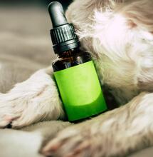 CBD reduziert Tumorwachstum bei Hunden