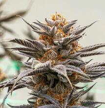 CBDV i CBG mogą zmniejszać stan zapalny organizmu