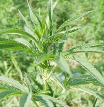 El Observatorio Europeo del Cannabis pide a los partidos la regulación inmediata del CBD