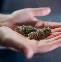 CBG Good for Stress, Anxiety and Memory, Says Study