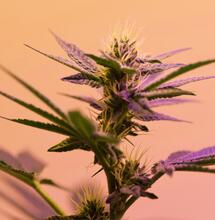 Cannabigerol (CBG): Das therapeutische Potenzial der Mutter aller Cannabinoide
