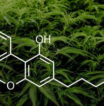 CBN – nowa melatonina?