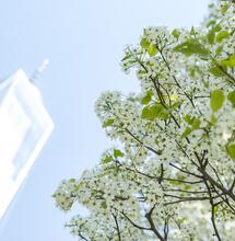 11 Settembre: l'albero sopravvissuto simbolo di speranza