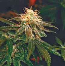 Aprovecha las ventajas de un invernadero para cannabis