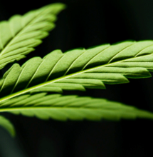 N: el macronutiente que estructura al cannabis