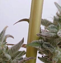 Nace la primera variedad  autofloreciente sin THC y alta en CBG