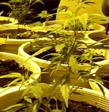 Cuidados para cambiar de maceta en el cannabis.