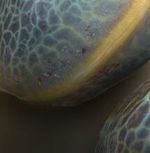 Especial variedades 2019