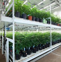 Den Indoor-Anbau jetzt planen