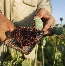 Turquía, el monopolio del opio estatal