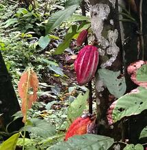 L’autre plante du mois : le Cacaoyer