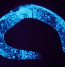 Caenorhabditis elegans, THC i jedzenie