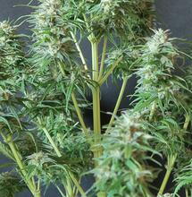 Calamity Jane: THC al contado