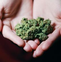 Chunks of marijuana buds holding in the hands.