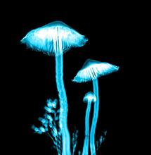 can psilocybin help treat alcohol addiction?