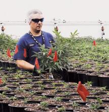 Werkbezoek 50 coffeeshophouders bij legale wietkwekerijen in Canada