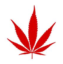 Canada : prés de 80 % du cannabis est acheté légalement