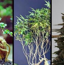 CannaBonsai jako roślina matka