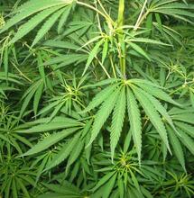 Sélection et entretien des plantes mères