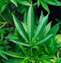 Cannabinoide und Terpene - wer macht was?