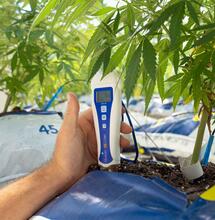 Cannabis-Ertrag richtig berechnen: Gramm pro Watt und Kilowattstunde