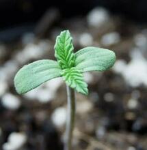 Chlor im Giesswasser