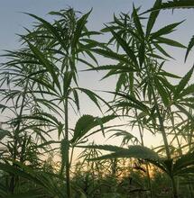 Razzia der Einwanderungsbehörde auf kalifornischen Cannabisfarmen