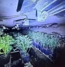 Large Cannabis Grow Found In Tunnel Under the M1