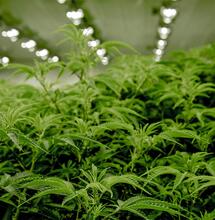Weltweiter medizinischer Cannabishandel boomt