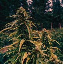 Cannabis Harvest Report