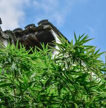 Wie verbreitet ist der Heimanbau von Cannabis in Deutschland?