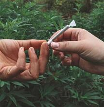 Neue Studie: Jugendkonsum von Cannabis auf 20-Jahres-Tief