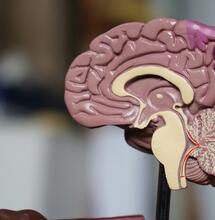 Cannabis May Have Anti-Ageing Properties