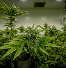 Cannabis Nutrients: Fast or Slow Release? Understanding Your Options