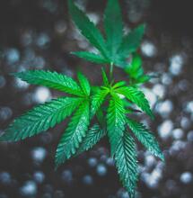 Cannabis Nutrients, Fast or Slow Release