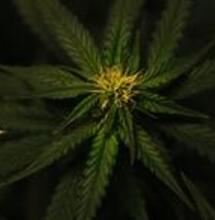 Cannabis Nutrition- Molybdenum