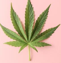 Cannabis SCROG and What to Know Before Planting