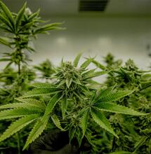 SPD will Änderung des Cannabisgesetzes nicht unterstützen