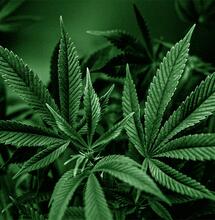 Studie widerlegt Schwarzseher und Panikmacher wegen Cannabis-Legalisierung