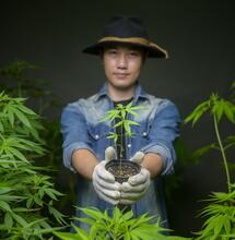 Thailandia libera tutti: caduti 3.000 reati di Cannabis