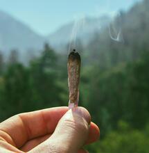 Wie viel THC ist zu viel? Neue Studie definiert klare Grenzwerte für riskanten Konsum