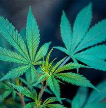Wie wähle ich die richtige Cannabissorte für meine Stimmung?