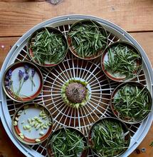 Cannabis and adaptogenic herbs, a powerful combination