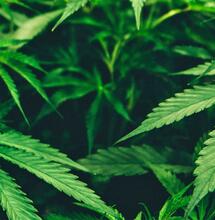 Wie lange bleibt THC im Körper? 