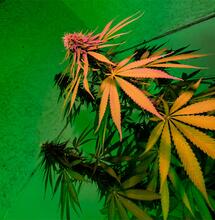 Kranke Pflanzen erkennen: Symptome, Ursachen und Lösungen