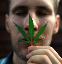 Cannabis home made: come neutralizzare l'odore