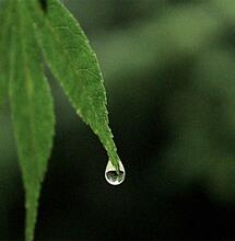 Cannabis-Wachstum wird durch den pH-Wert des Wassers beeinflusst