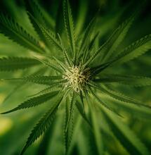 Cuida del calor al cultivo de marihuana durante la floración.