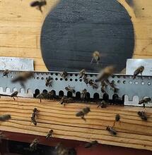 Le cannabis et les abeilles : entretien avec Nicolas Trainerbees